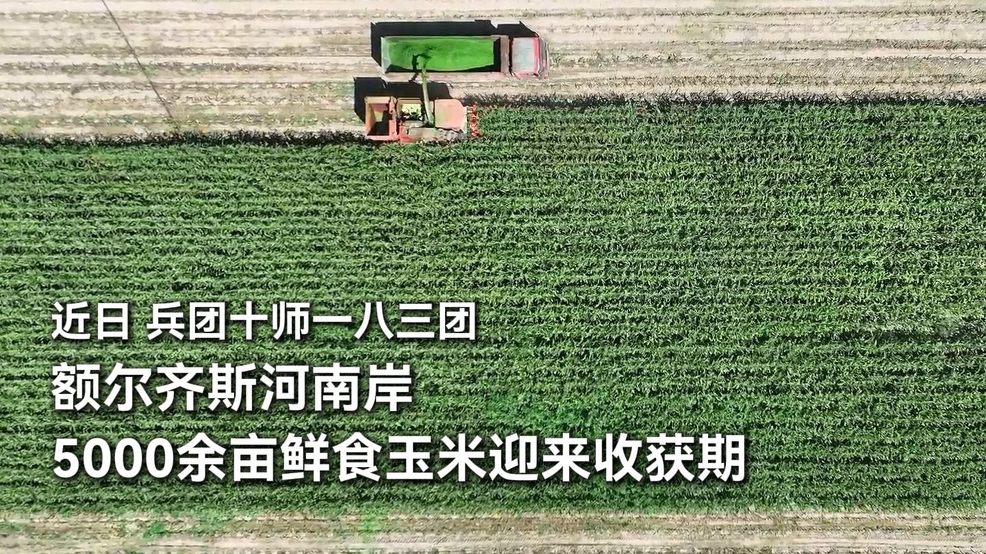 十师一八三团鲜食玉米丰收 订单模式助力乡村振兴