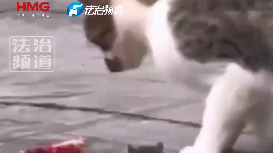 花猫吃根火腿肠 还要蘸一下鼠鼠酱