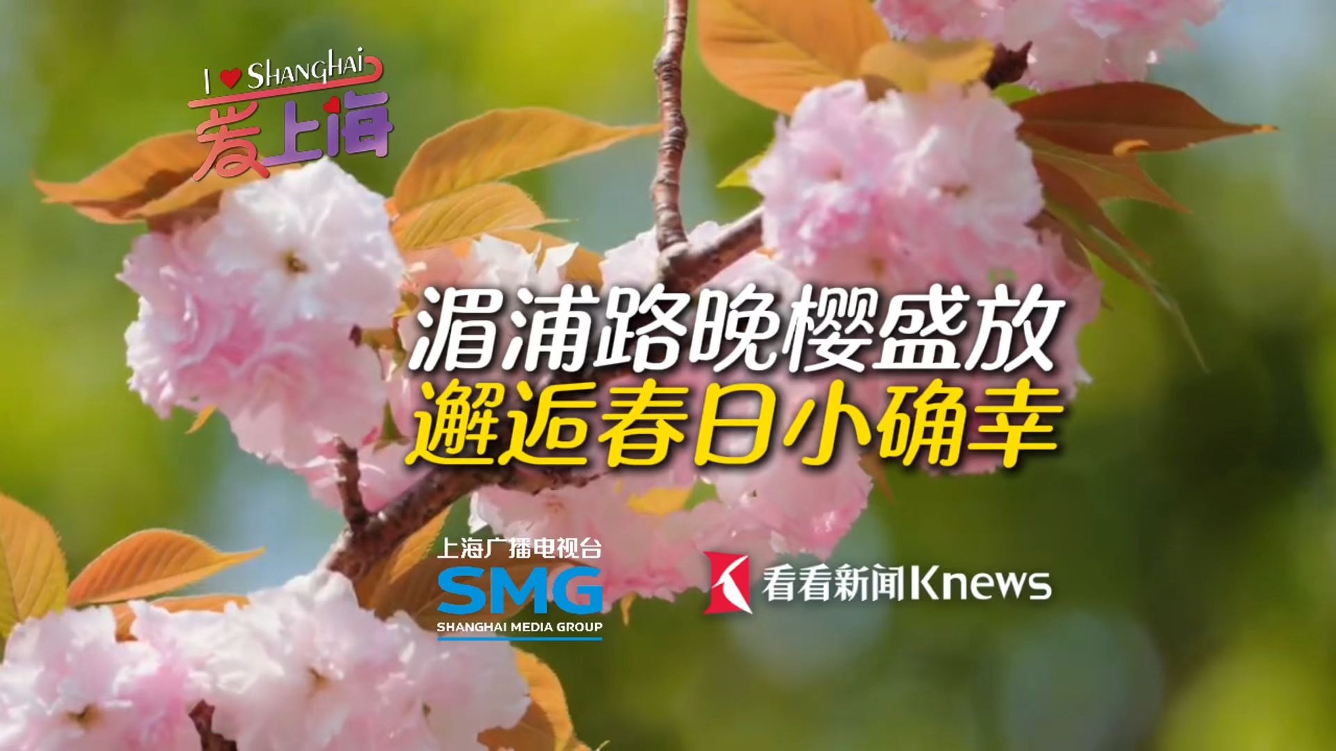 湄浦路晚樱盛放 邂逅春日小确幸