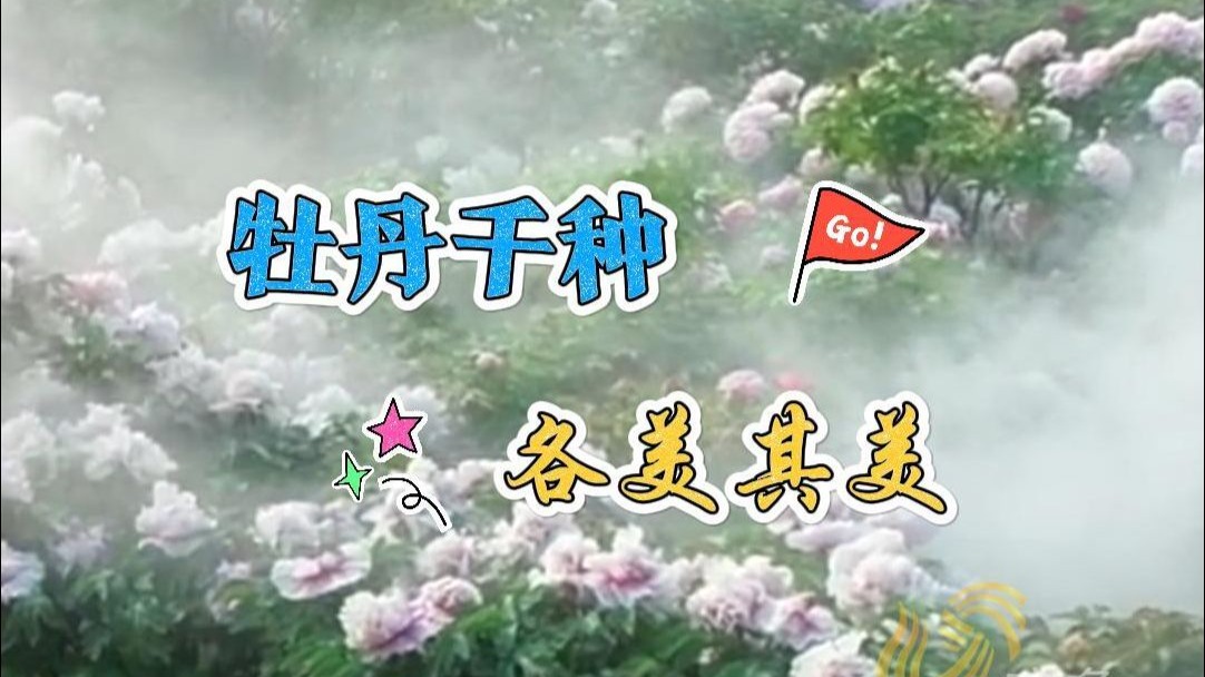 牡丹传说同花香般弥漫千年，品样千种，各美其美