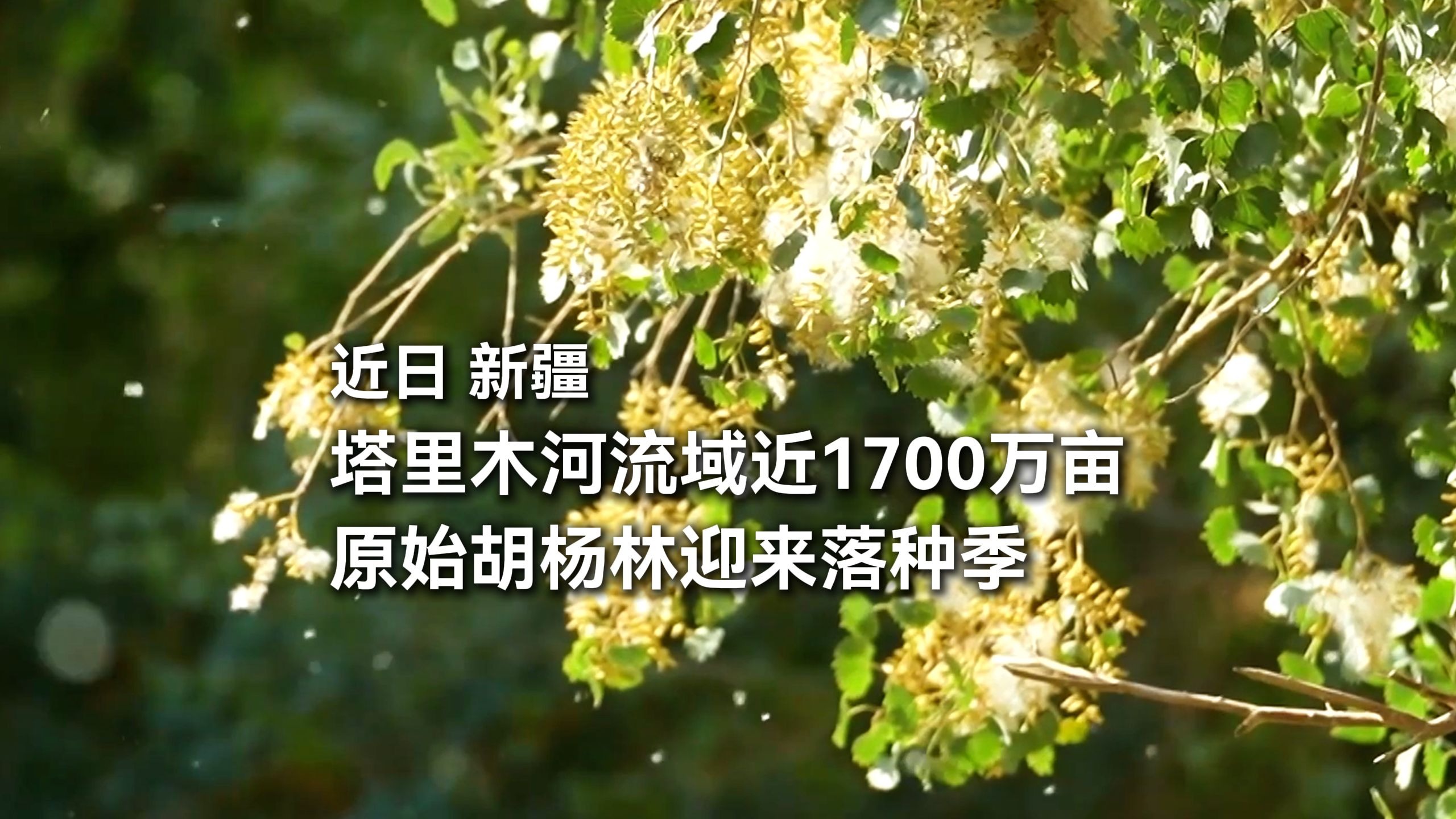 新疆塔里木河流域近1700万亩原始胡杨林迎来落种季