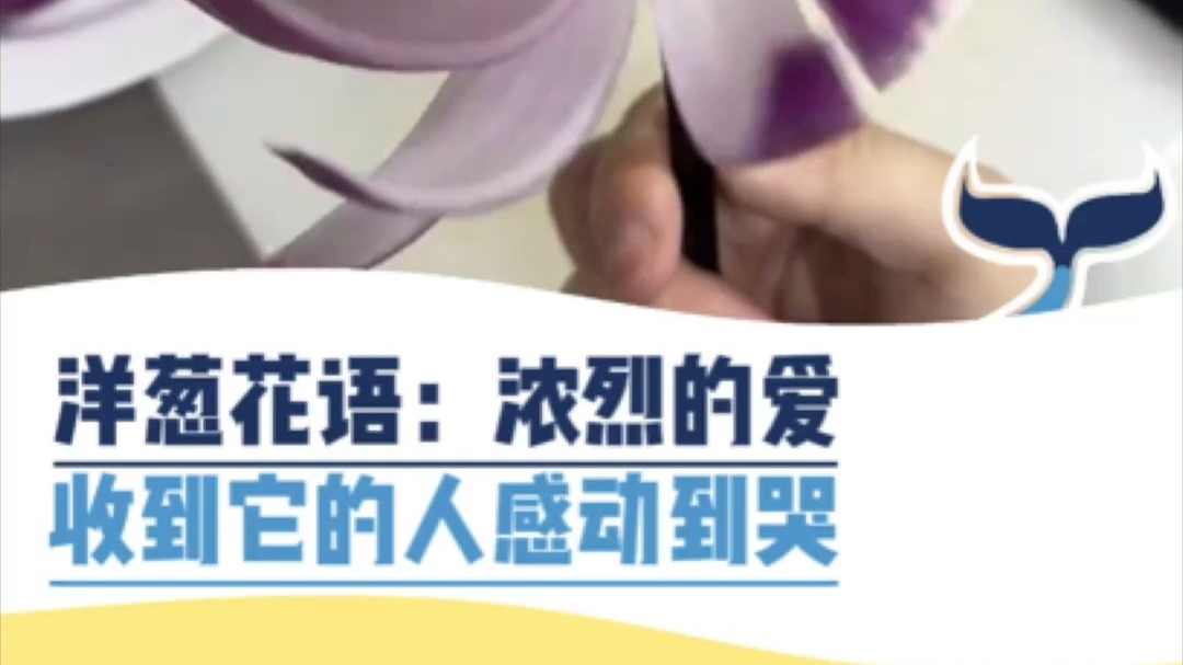 洋葱话语：浓烈的爱，收到它的人感动到哭