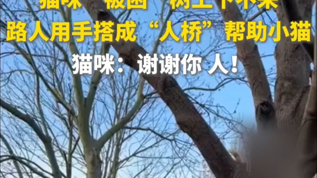 猫咪“被困”树上下不来，路人用手搭成“人桥”帮助小猫。猫咪