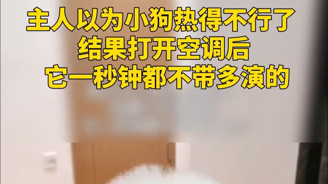 主人以为小狗热得不行了 结果打开空调后 它一秒钟都不带多演