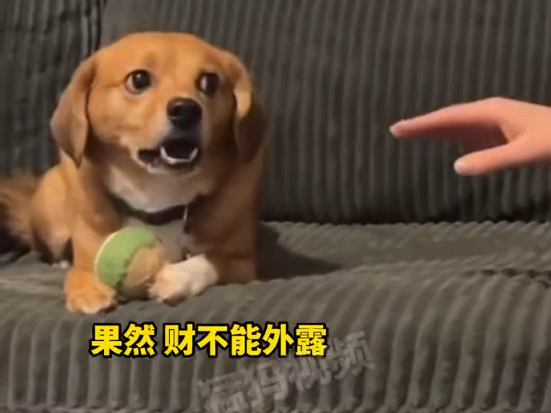 主人试着去拿狗狗的新玩具，狗子瞬间嘻嘻变不嘻嘻