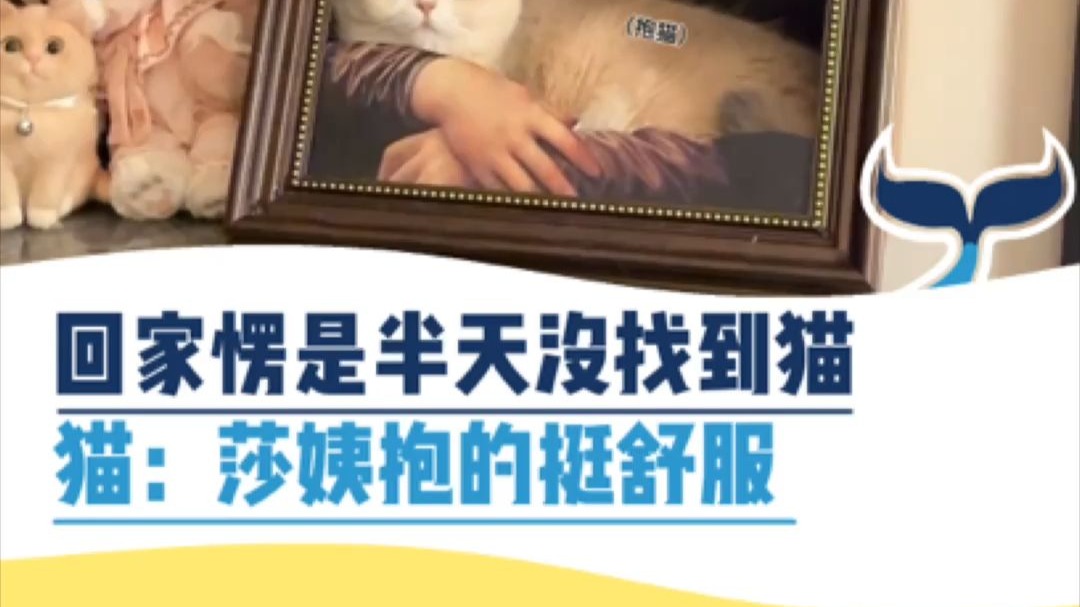 猫：莎姨抱的挺舒服