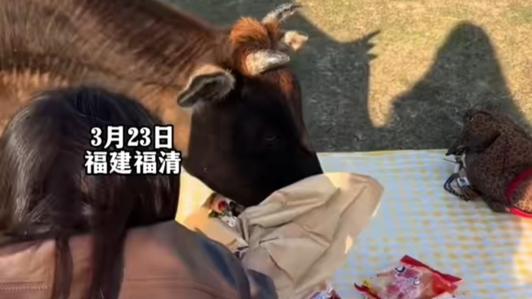 “前一秒岁月静好 后一秒牛气冲天”闺蜜团野餐遇“牛匪打劫