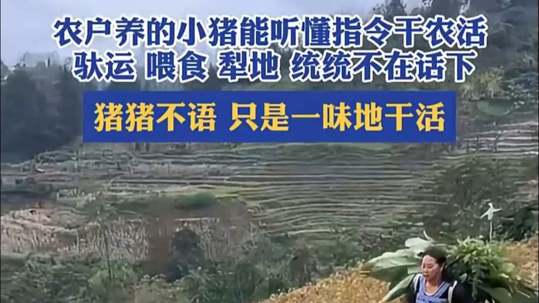 农户养的小猪能听懂指令干活，驮运 喂食 犁地通通不在话下
