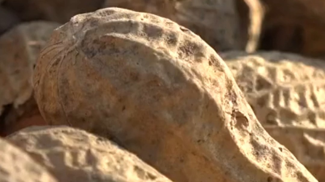 吃花生，能养生！你知道吗？