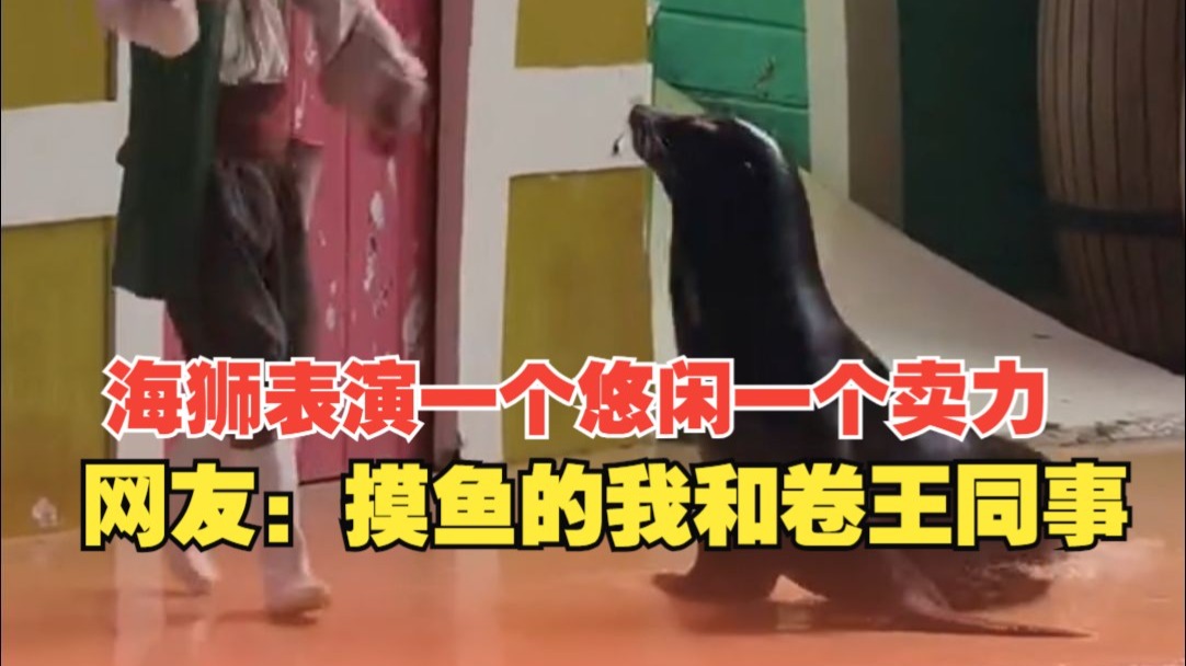 海狮表演一个悠闲一个卖力，网友：摸鱼的我和卷王同事