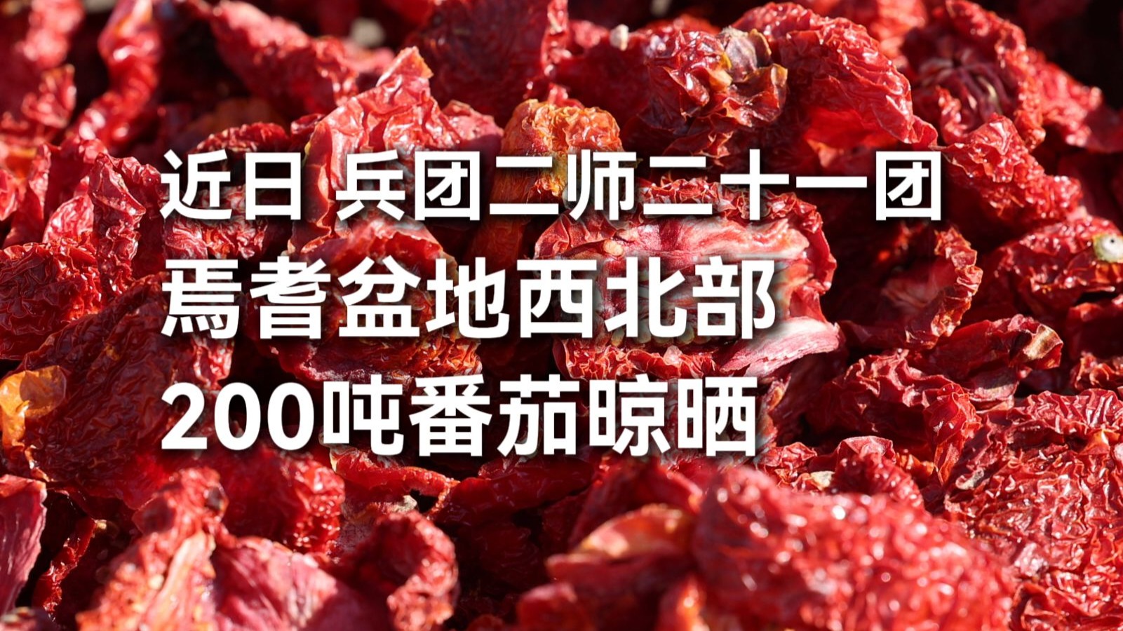 近日，兵团二师二十一团焉耆盆地西北部，200吨番茄晾晒脱水。