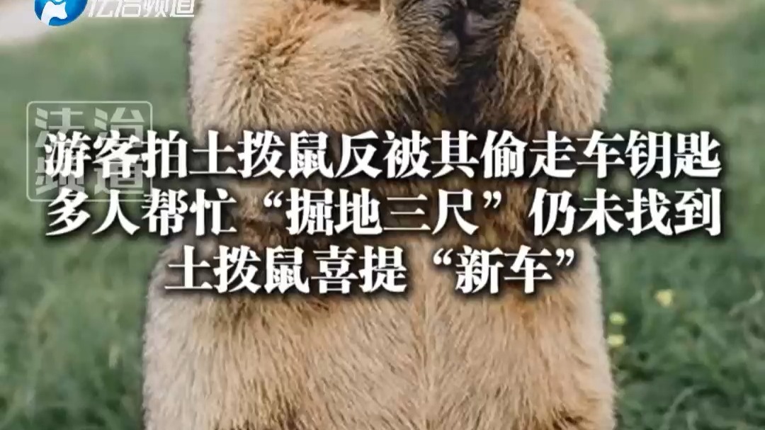 游客拍土拨鼠反被其偷走车钥匙  多人帮忙“掘地三尺”仍未找