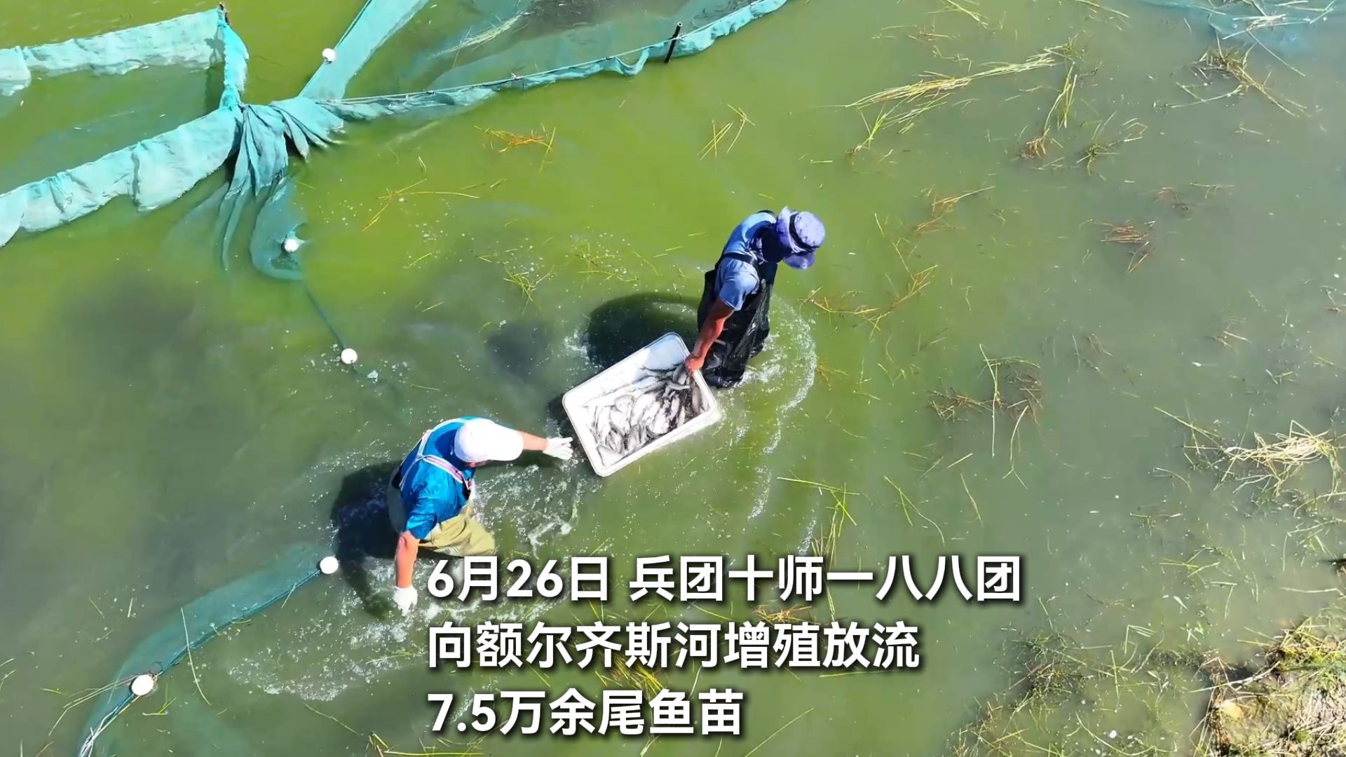 十师一八八团向额尔齐斯河增殖放流7.5万余尾鱼苗