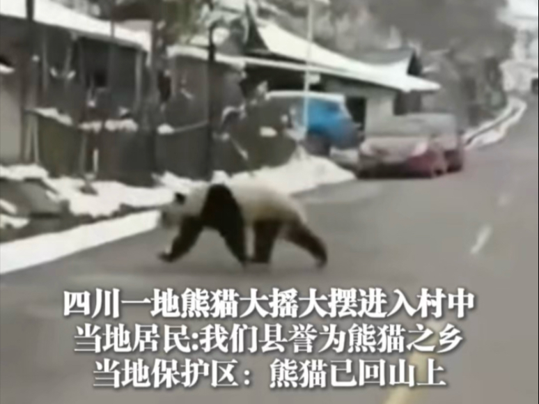 四川一地熊猫大摇大摆进入村中，当地居民：我们县誉为熊猫之乡，当