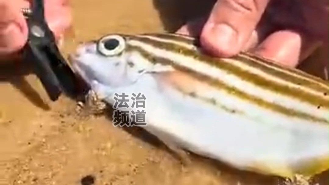 男子展示用鱼钓沙虫 网友：我还以为是粉条呢！