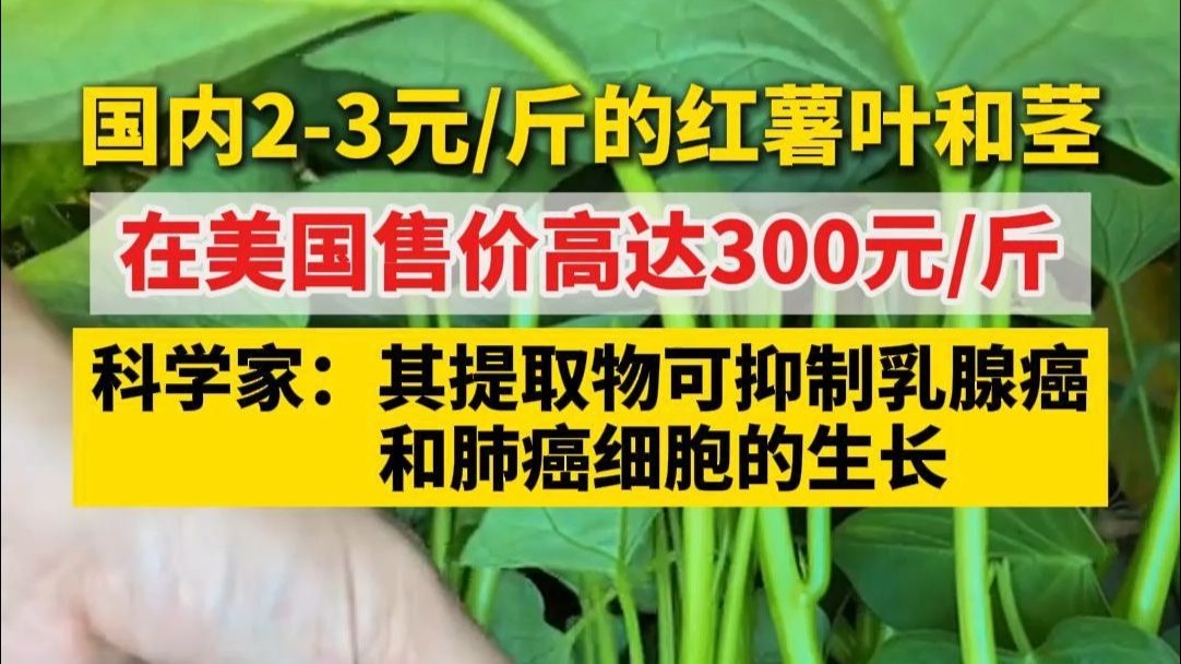 红薯叶和茎在美国售价高达300元一斤！ 科学家：其提取物能抑制乳