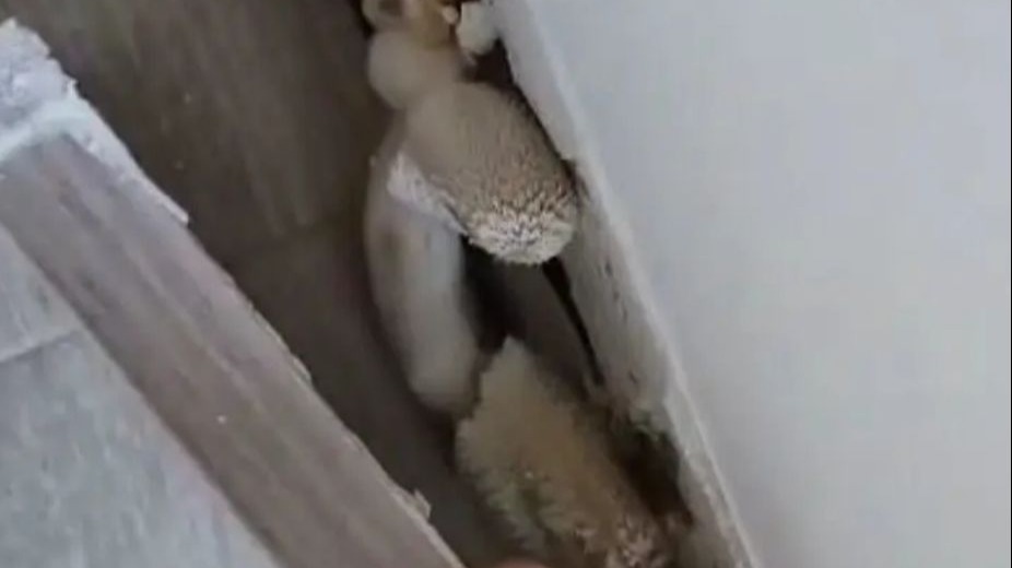画面触目惊心！东莞一楼盘天花板多处脱落，曾被曝房子漏水长蘑菇