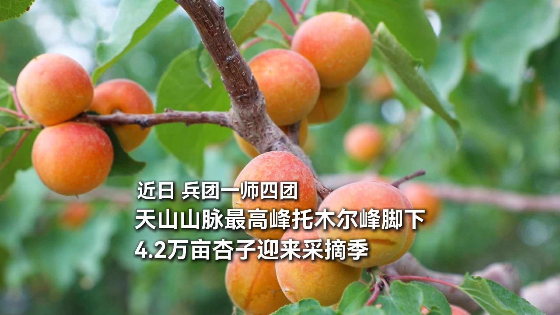 一师四团杏子成熟采摘忙