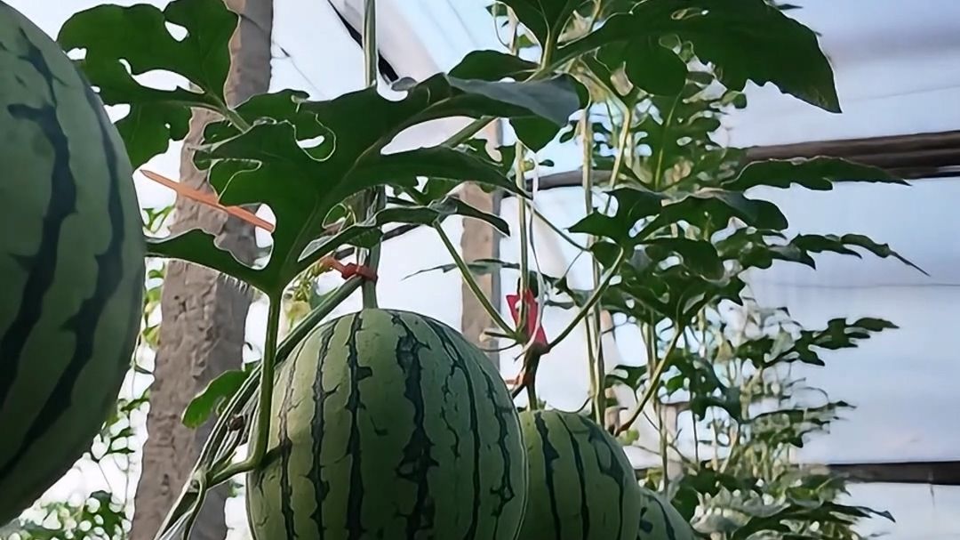 【潍坊新闻联播】潍坊加强种业研发 筑牢农业新质生产力根基
