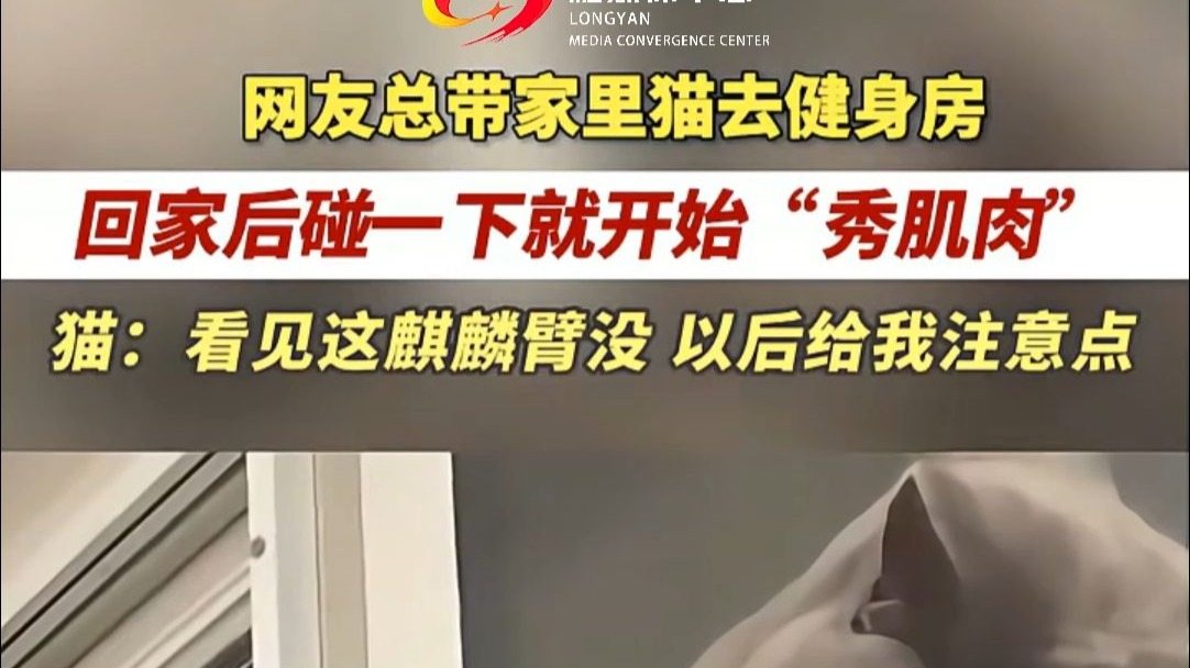 网友总带家里猫去健身房，回家后碰一下就开始“秀肌肉”，猫：看见