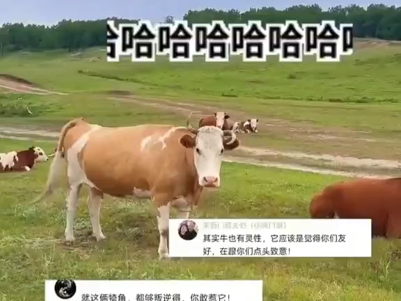 牛马四目相对