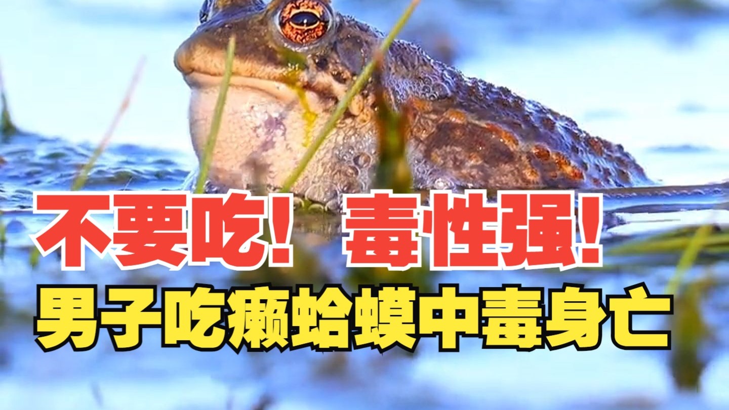 不要吃！毒性强！广东一男子吃癞蛤蟆中毒身亡