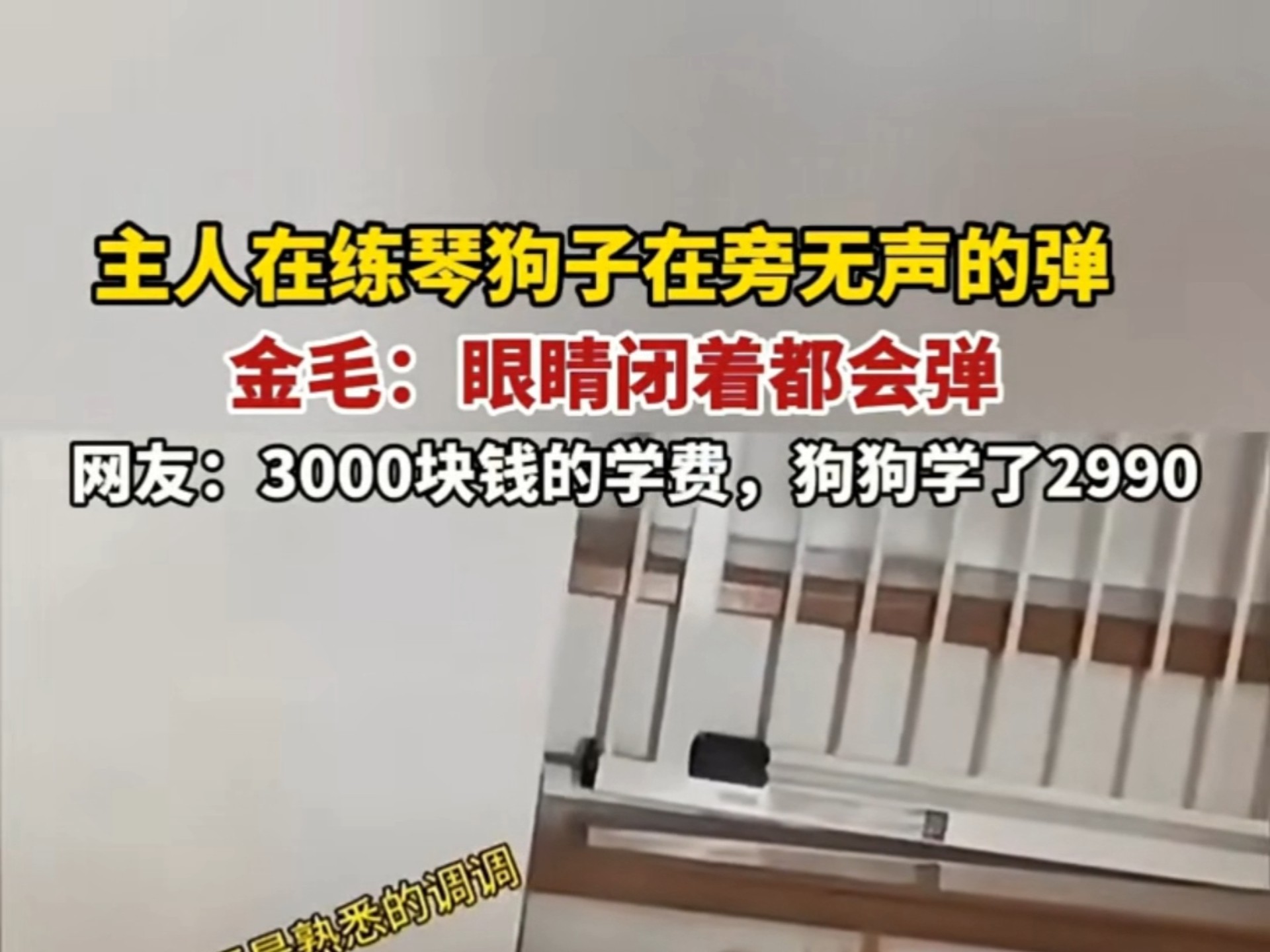 网友：3000块钱的学费，狗狗学了2990
