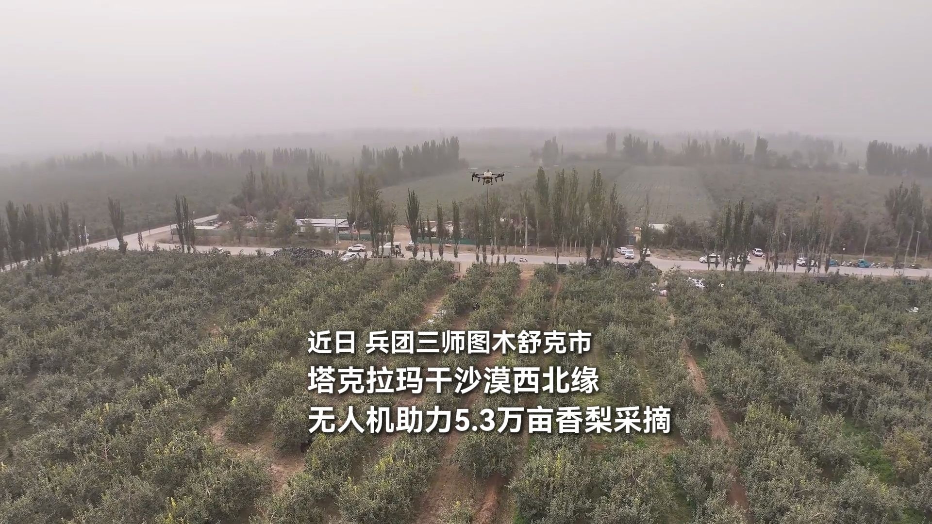 香梨坐上“专机”了！三师图木舒克市5.3万亩香梨进入采摘期，一