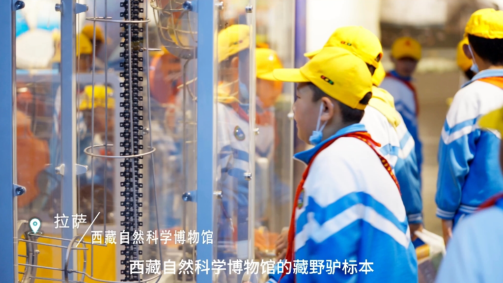 草原宜居环境的“探路者” #神奇动物在西藏