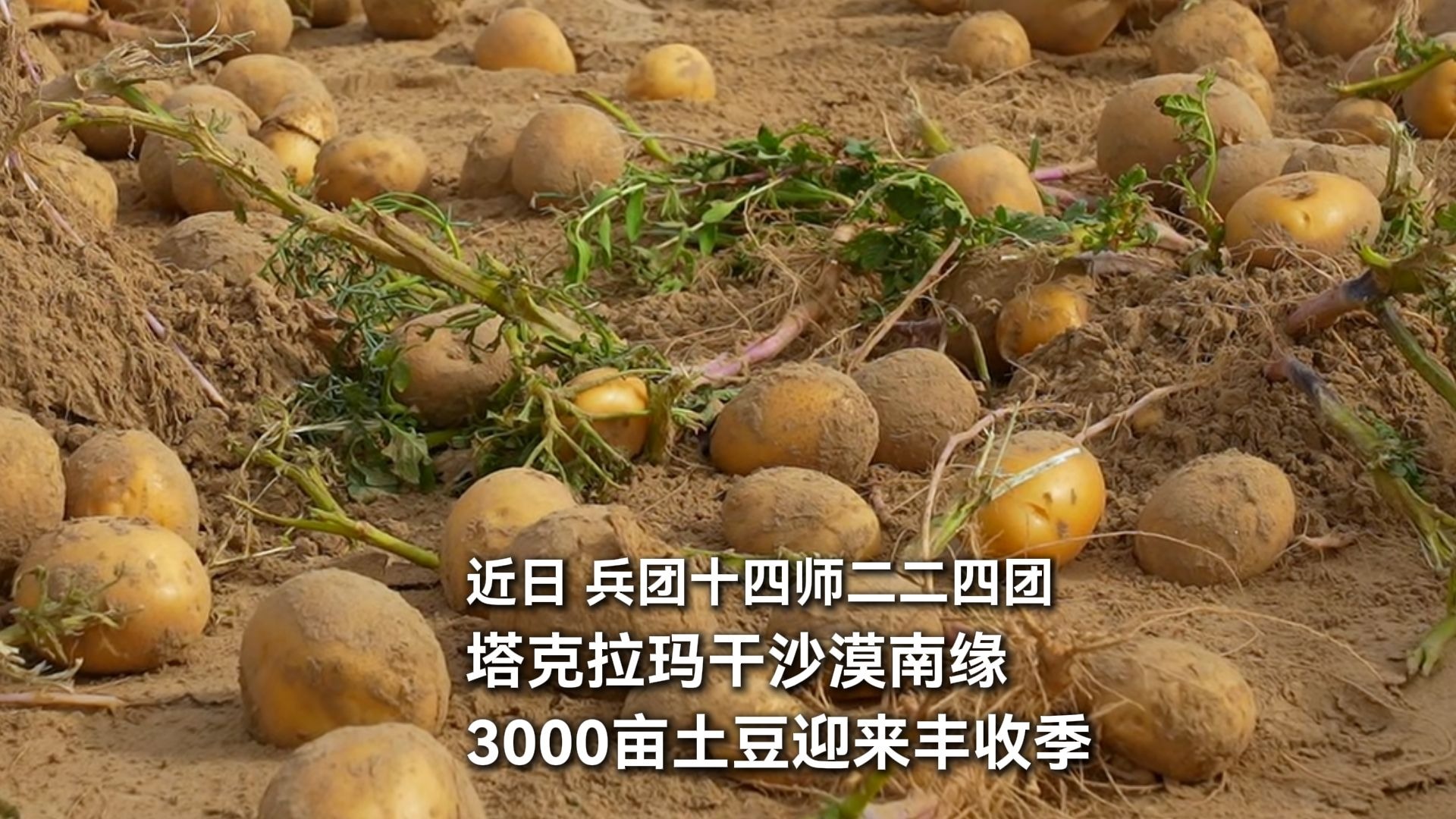 十四师二二四团3000亩“沙漠土豆”迎来丰收季