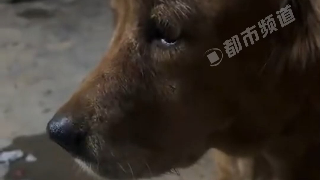 这一看就是河南本地狗 普通话听不懂河南话一叫就应