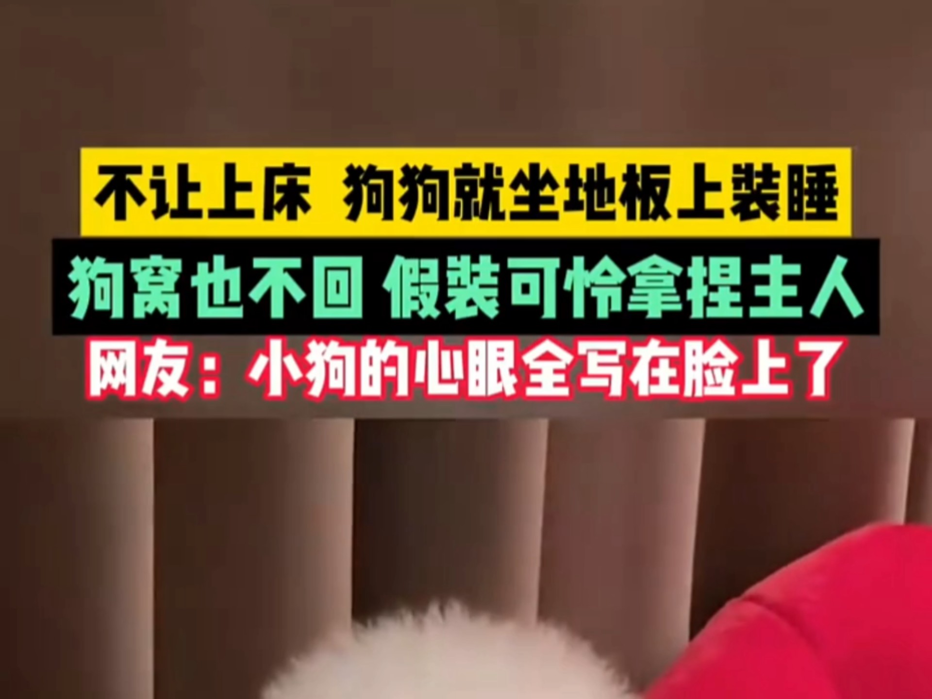 不让上床，狗狗就坐地板上装睡。狗窝也不回，假装可怜拿捏主人！