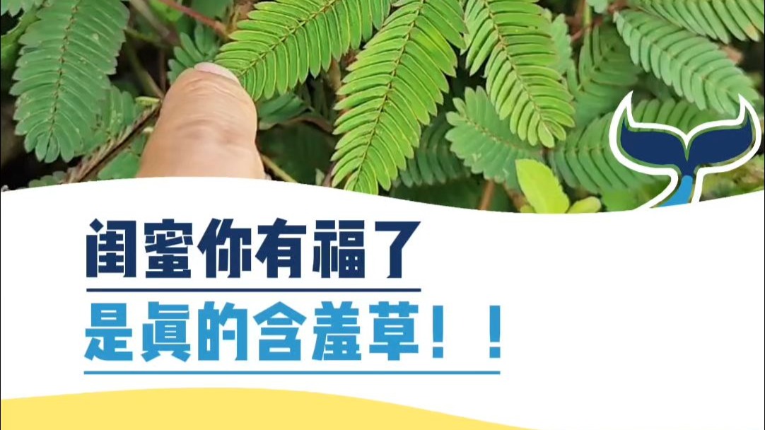 闺蜜你有福了，是真的含羞草