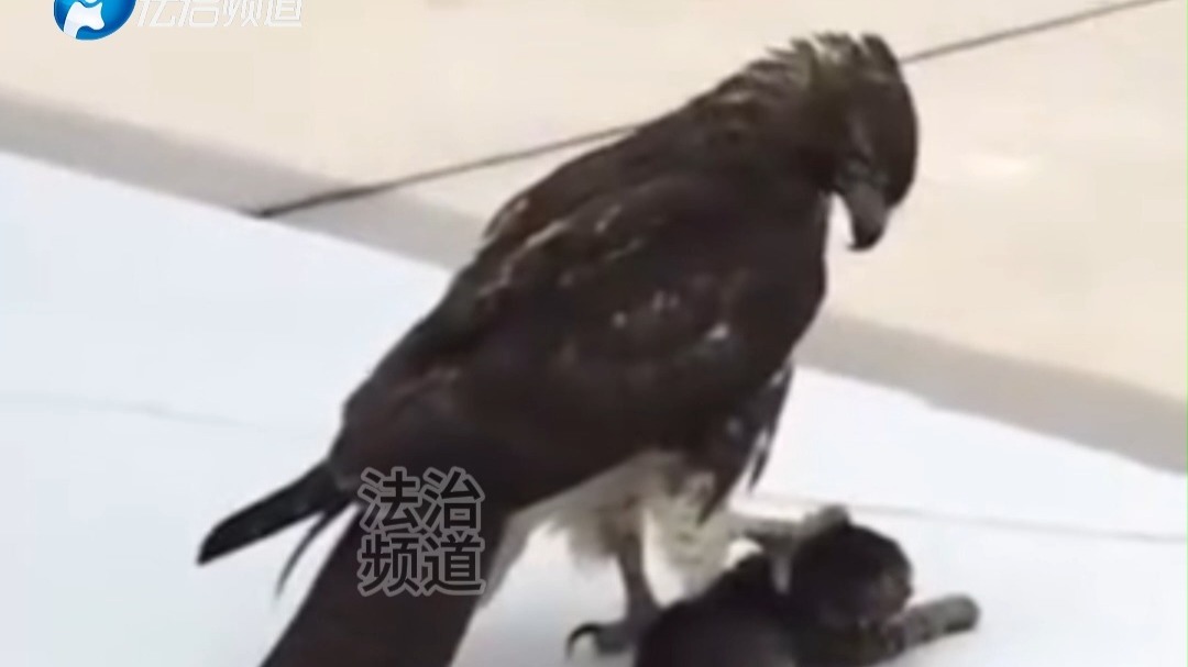 哈基米补鸟计划失败结算画面，结果黑羽制服哈基米