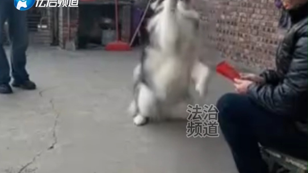 狗狗学着主人的样子  向女子讨要红包