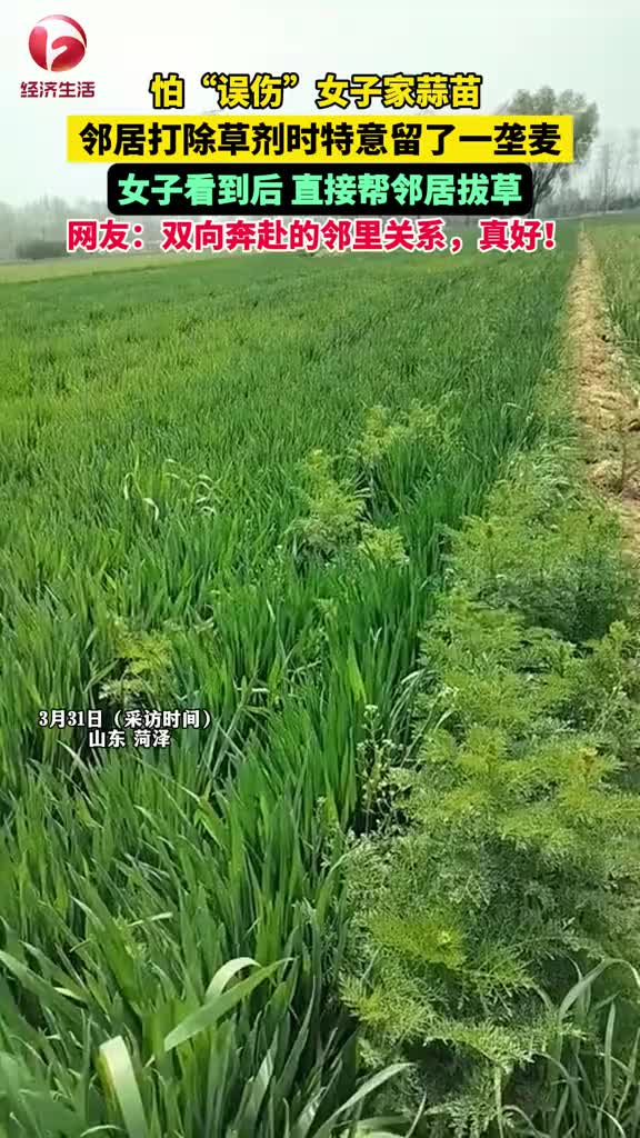 怕“误伤”蒜苗,邻居打除草剂时特意留了一垄麦,女子看到后帮