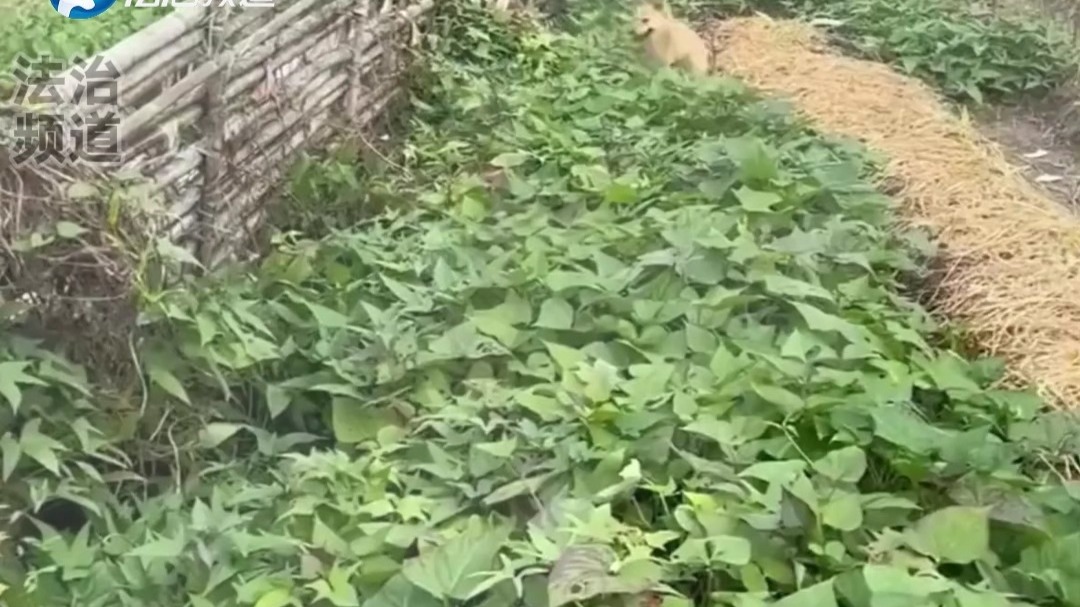 狗狗们在田地里玩耍 各种嬉戏打闹（K）