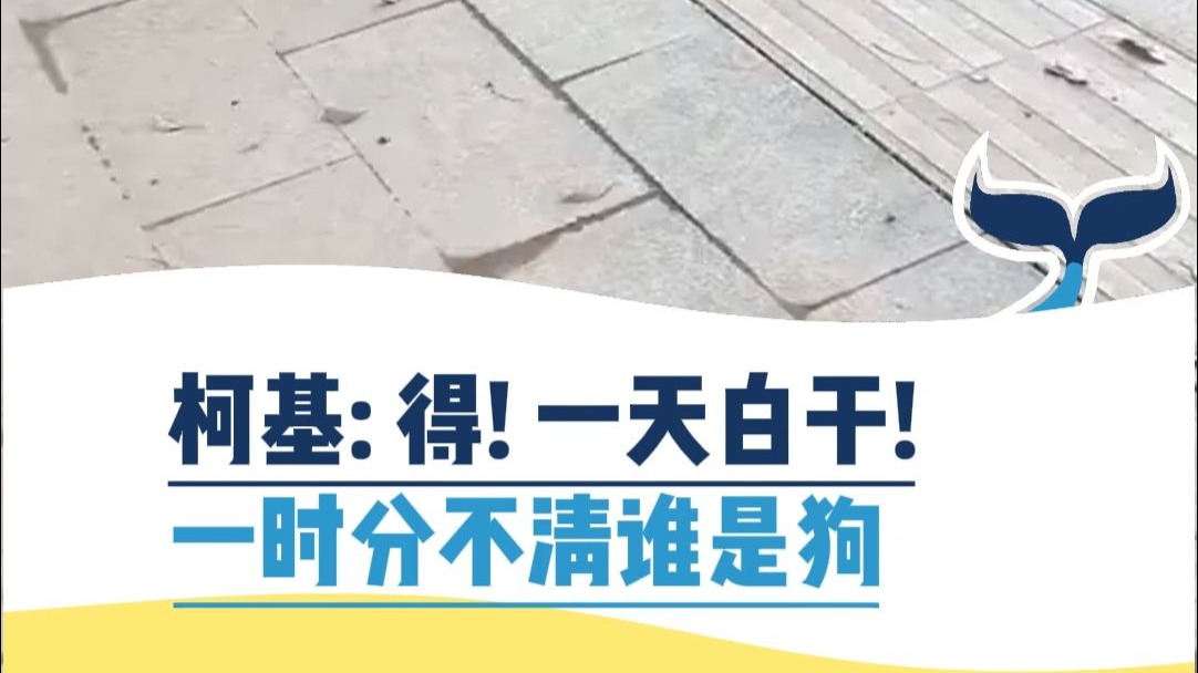 柯基：得！一天白干！一时分不清谁是狗