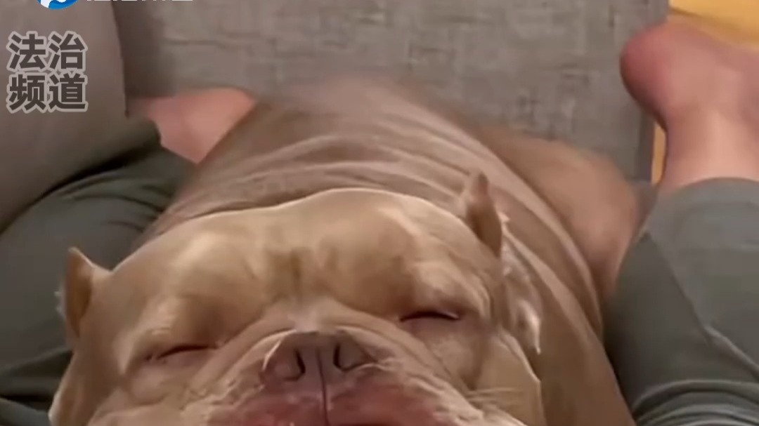 主人对着狗狗放了个屁 网友：第一次在狗狗脸上看到了嫌弃