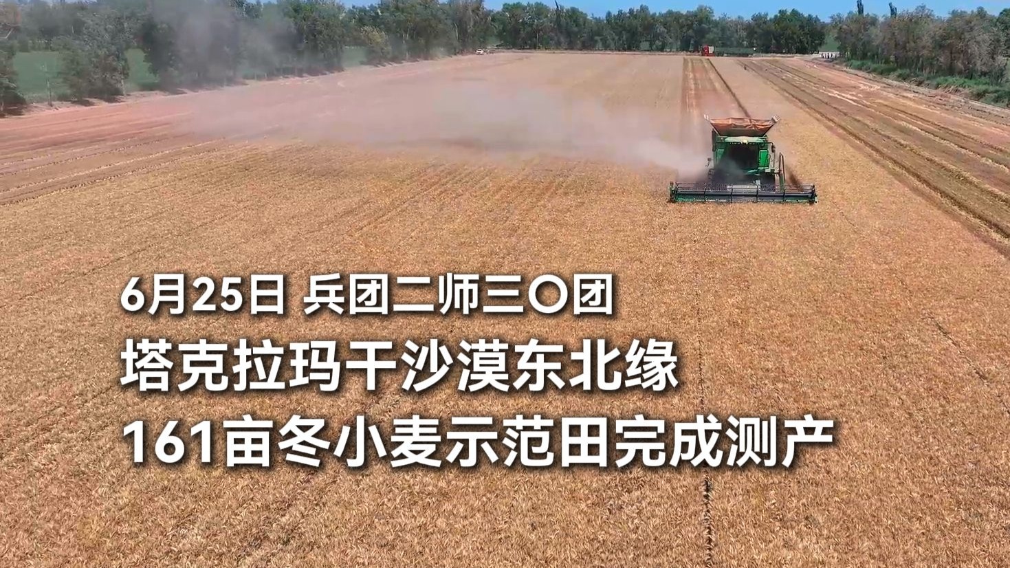 6月25日，兵团二师三〇团塔克拉玛干沙漠东北缘，161亩冬小麦示范