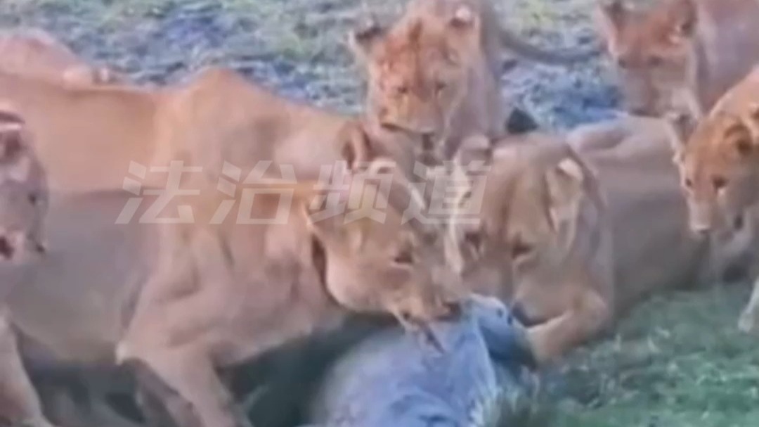 鳄鱼上岸 真成鱼了……