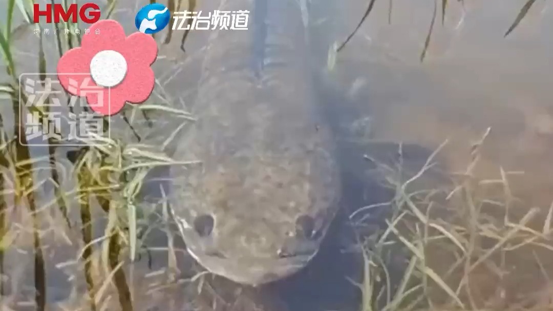 钓友仅用一根细绳 捕获一条大鱼