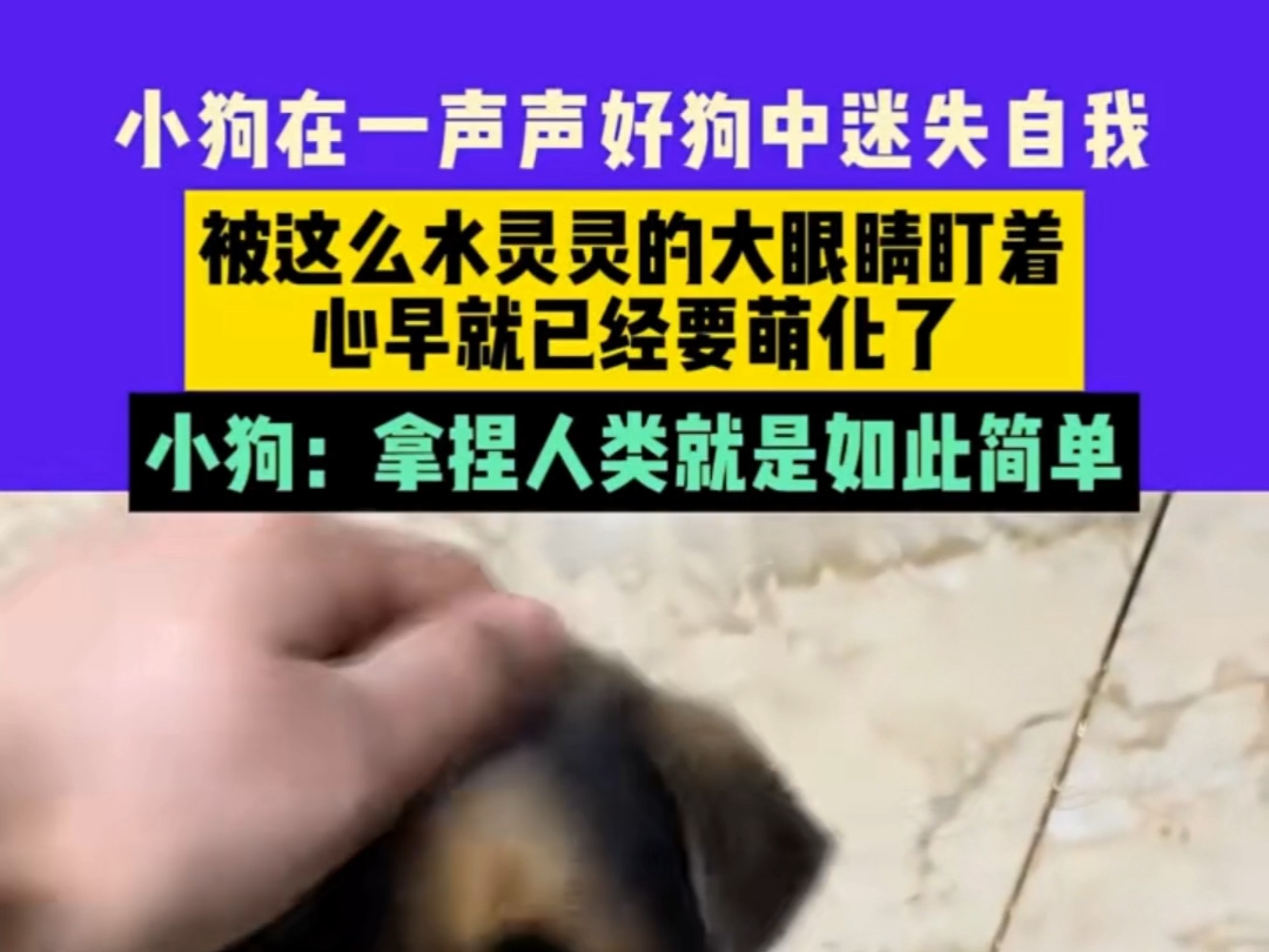 小狗在一声声好狗中迷失自我，被这么水灵灵的大眼睛盯着，心早就