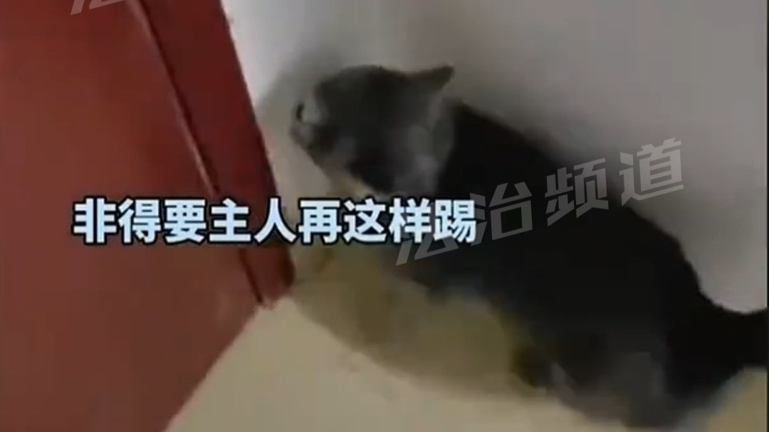 猫主人一脚脚“虐待”猫咪，真相令人无语