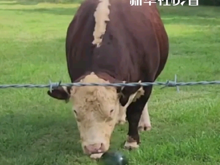 牛牛居然会这样开西瓜，真“费老鼻子劲”了。