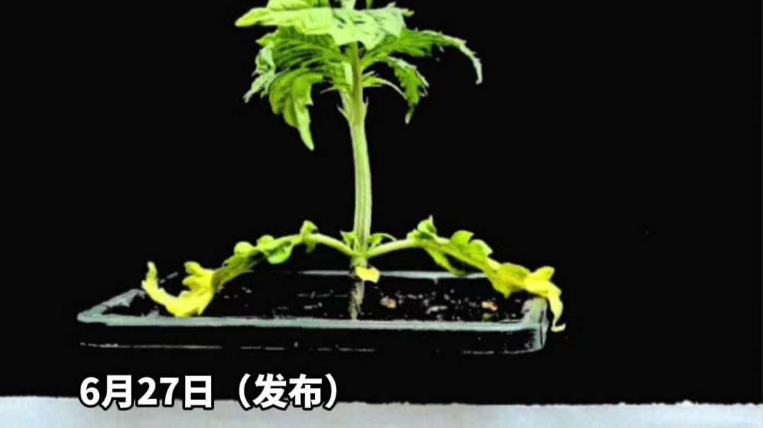 6月27日（发布）。在自家地下室种植大麻，还多次用来“款待”友人，