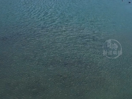 4月1日“国际爱鸟日”春江水暖成群赤麻鸭现身青海湿地公园#