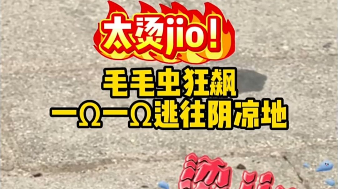 热到变形！毛毛虫烫jio狂飙，直接走出魔鬼步伐……网友：这是要进