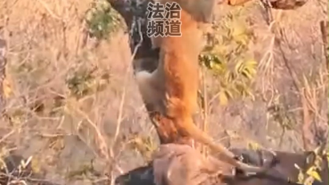 小狮子被水牛困在枝头 水牛撞断树枝吓得小狮子落荒而逃 网友