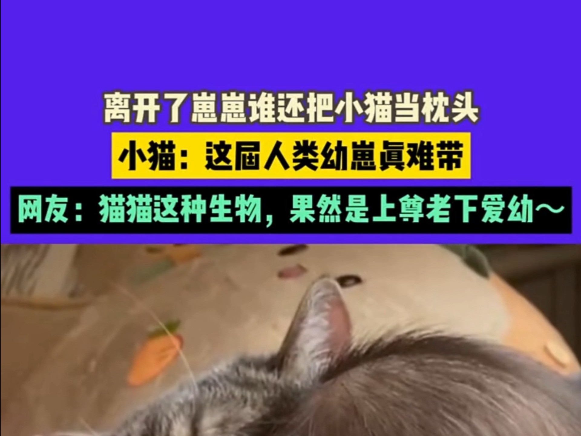 离开了崽崽谁还把小猫当枕头，小猫：这届人类幼崽真难带，网友：猫猫